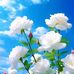Linda Pech - Facebook
