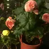 Linda Pei - @2169583486 - TikTok