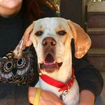EngPointer Linda & Co 🐾🐕🐈❤ - @pointer_linda_and_co - Instagram