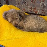 Linda Pointer Meyers Toews - @lindaptoews - Instagram