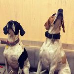 max and linda - @max_and_linda_english_pointer - Instagram