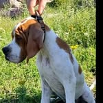 Pointer Anglais Linda Verry - @pointeranglaislinda - Instagram