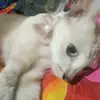 Linda sweetkpoor - @linda.sweetkpoor - TikTok