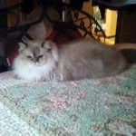 Linda Radice Davis - @linda.r.davis2 - Instagram