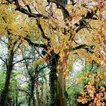 Linda Ramsay - @ramsay8373 - Instagram