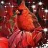 Linda Rhode648 - @lrhode71 - TikTok