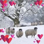 Linda Rhode - @linda.rhode.75 - Instagram