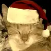 Linda - @linda.zharick11 - TikTok
