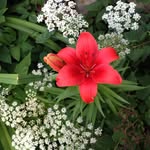 Linda Ringer - @lringer447 - Instagram