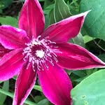 Linda Ringer - @lindaringer0146 - Instagram