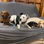 Bella, Linda, Ringo, Diva y Kiri dogs - @bella_linda_ringo_diva_dogs - Instagram