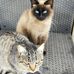 Linda Rizzello - Facebook