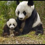 Linda Samuelson - @amour_des__animaux - Instagram