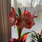 Linda Sharp - @linda.sharp.52 - Instagram
