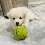 Linda 🐶🐾 - @linda.the.spitz - Instagram
