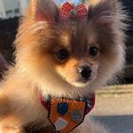 Linda 🐩💖 - @linda_spitzalemao - Instagram