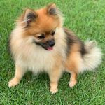 Linda Lulu - @_lindaspitz - Instagram