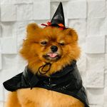 Linda Lulu Spitz Rodrigues - @linda_eperigosa - Instagram