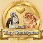 Linda Yng Rodrigues  Shih Tzu | Spitz Alemão - @canilyngrodrigues - Instagram