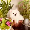 #Lolita - @lolalinda.spitz - TikTok