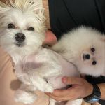 Teo Maltes e Linda Spitz - @teoelinda - Instagram