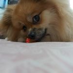 Thanos e Linda _ Spitz - @doguinhos.spitz - Instagram