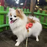 Zara - linda spitz 🐶🐾❤️ - @zara_pet_recife - Instagram