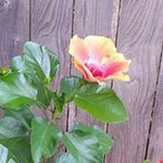Linda Harris Stack - @lulustack - Instagram