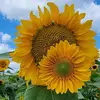 lindastrawser962 - @lindastrawser962 - TikTok