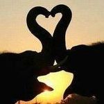 Linda Strode - @lindaselephants - Instagram