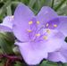 Linda Suttle - Facebook