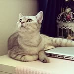 🤍𝐿𝒾𝓃𝒹𝒶 𝒯𝒶𝒷𝒷𝓎 🤍 - @linda_tabby_britishshorthair - Instagram