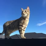@tabby_linda_lola - Instagram