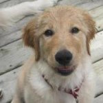 Linda Trantham - @quiltingpups - Instagram