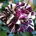 Linda Trinkle - @trinklel - Instagram
