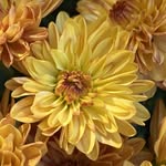 Linda Trinkle - @lintrinkleart - Instagram