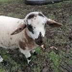 Linda Westermann - @sirilool555 - Instagram