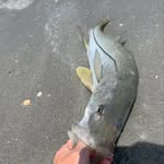 Alex Linden Bowman - @jupiterfishingclub - Instagram