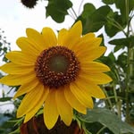 Linden - @linden.webb4qydv - Instagram
