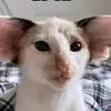 lindsay - @lindsayseelbinder - TikTok