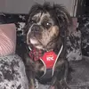 BellaTheFluffyBully - @lindsaycoyle_x - TikTok