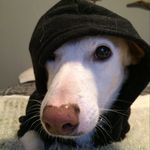 Lindsay Foley (she/her) - @folzeebear - Instagram