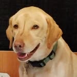 Lindsey Hutton - @puppiesnpurls - Instagram
