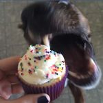 Lindsay Ingram Pauly - @thingslindsaybakes - Instagram
