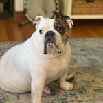 Lindsay Burnham Lamb - @lindsaylamb40 - Instagram