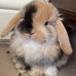 Lindsay Larson - @bluewillowrabbitry - Instagram