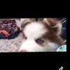 lindsay marquez - @carolinatrujillo218 - TikTok