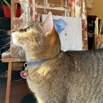 Lindsay Shepard - @lindsays.renaissance - Instagram