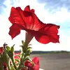 user8014987559085 - @lindsayshepard9 - TikTok