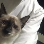 Lindsay Tan - @jstliahere - Instagram